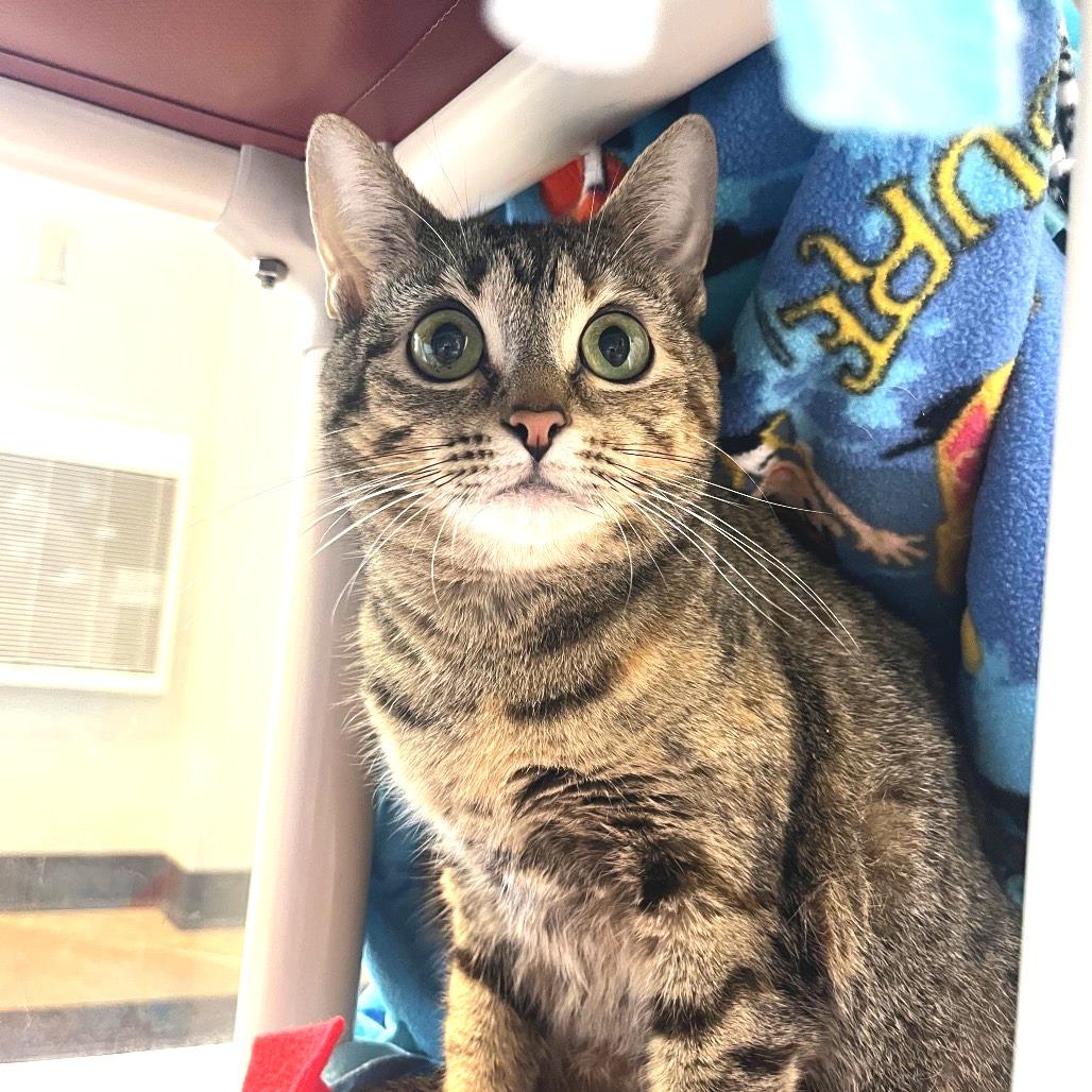 Enlarge Vanessa, a Adoptable Domestic Short Hair in Fort Wayne, IN image 4/6