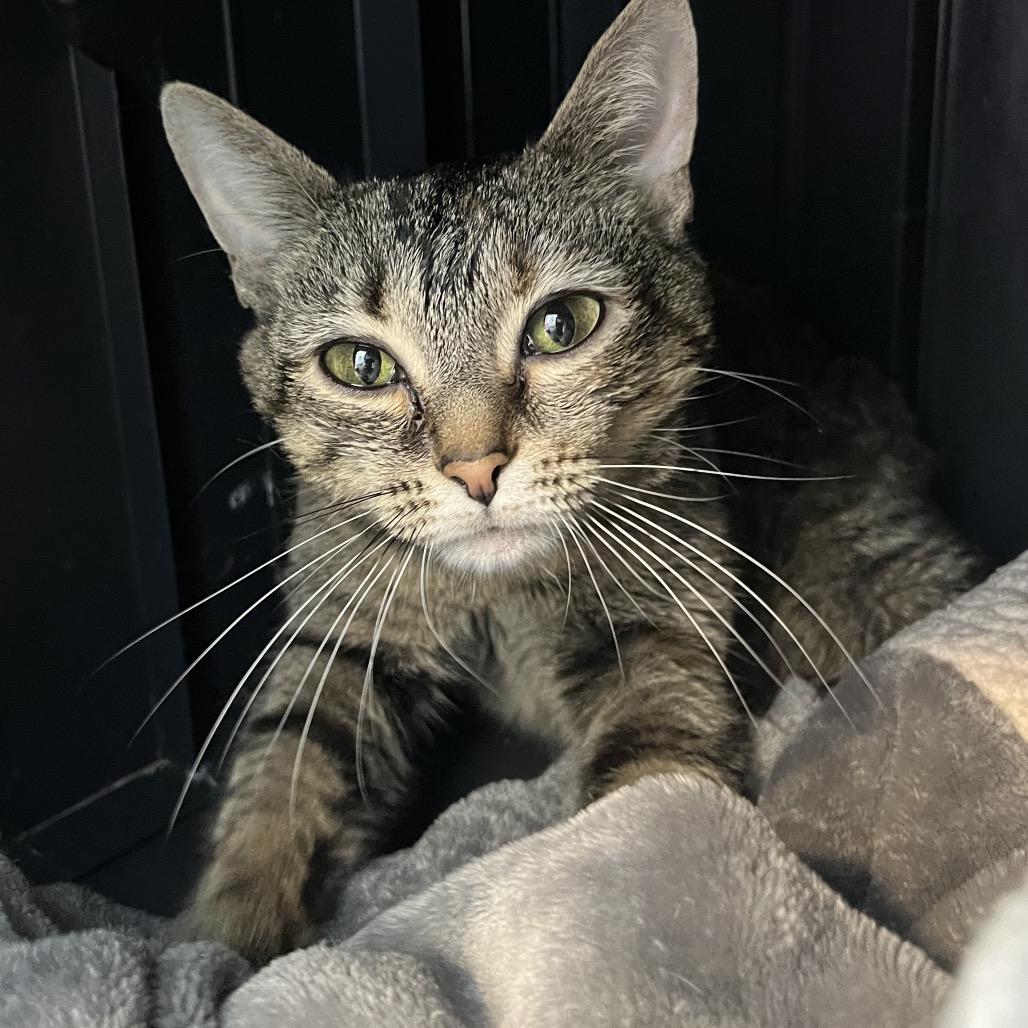 Enlarge Vanessa, a Adoptable Domestic Short Hair in Fort Wayne, IN image 5/6