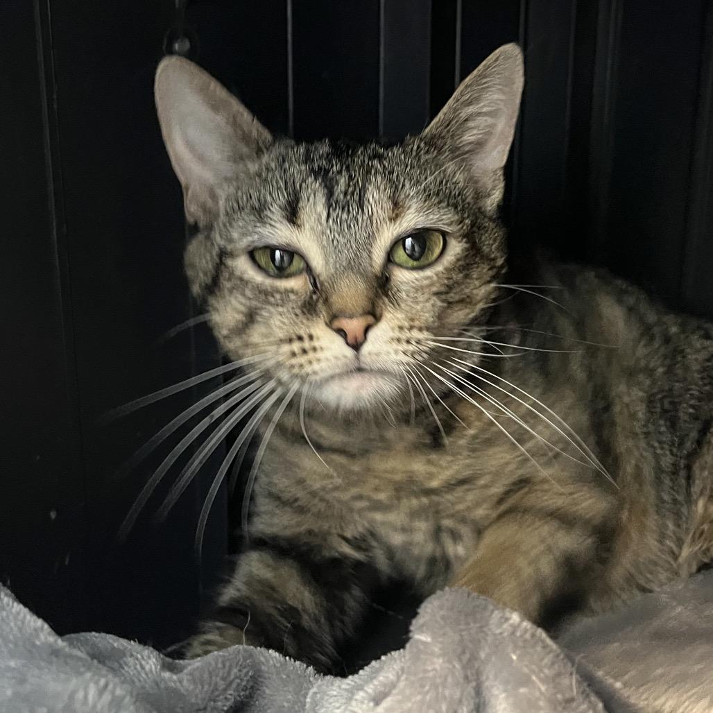 Enlarge Vanessa, a Adoptable Domestic Short Hair in Fort Wayne, IN image 6/6