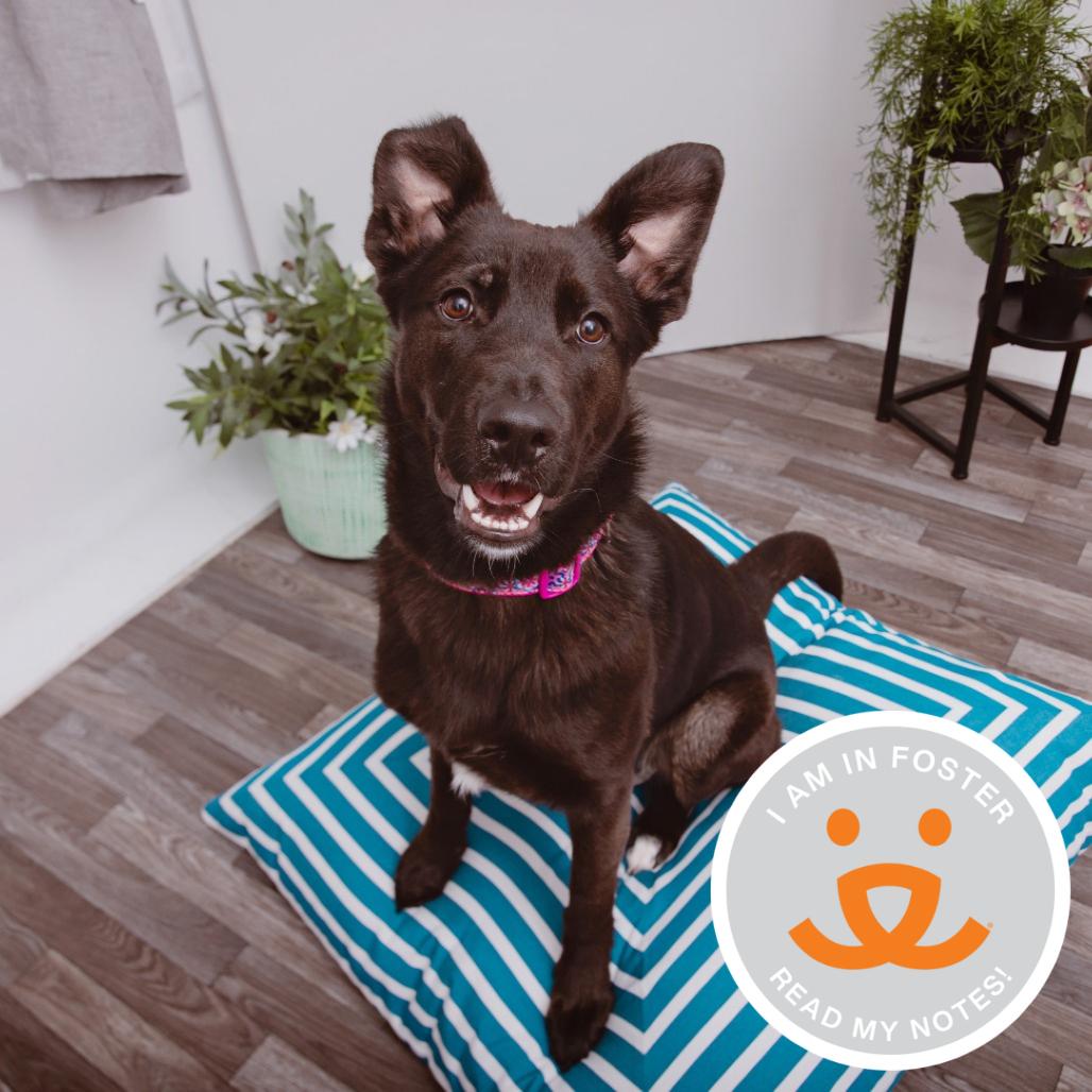 Lucy, Adoptable, Young Female Labrador Retriever.