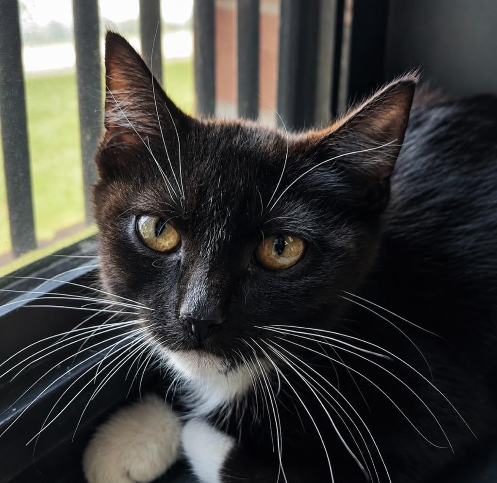 Jude, Adoptable, Kitten Male Domestic Short Hair.
