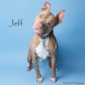 Enlarge Jeff, a Adoptable mixed breed in Ruidoso, NM image 1/2