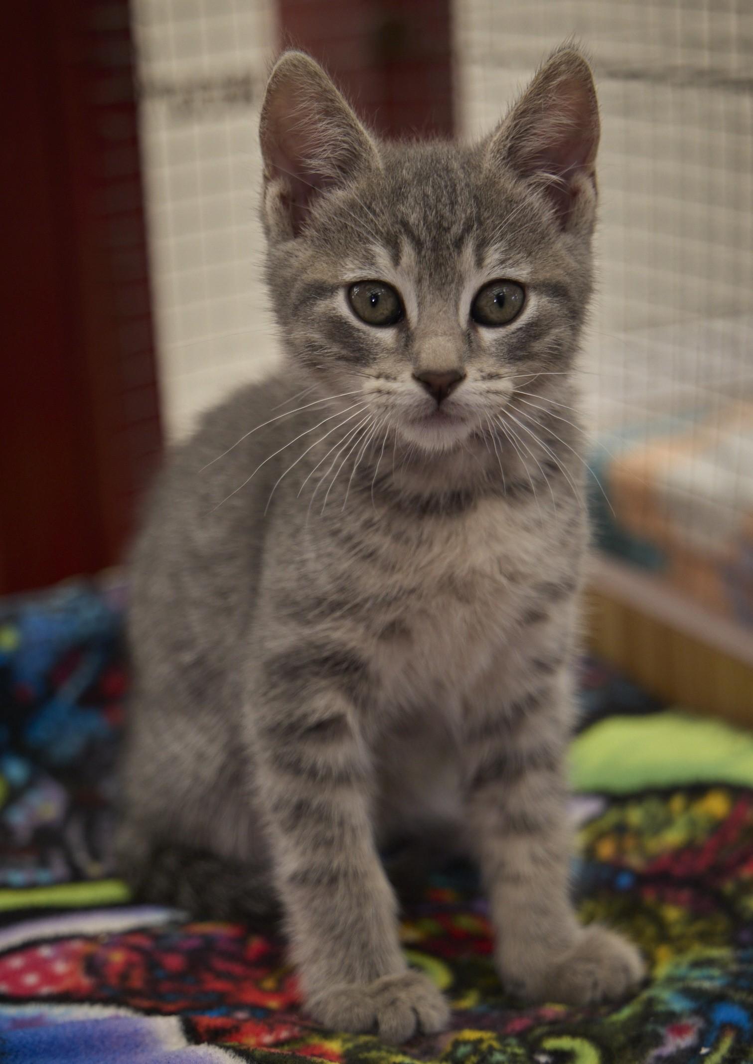 Misty, a ADOPTABLE Domestic Short Hair in Santa Barbara, CA image 3/3