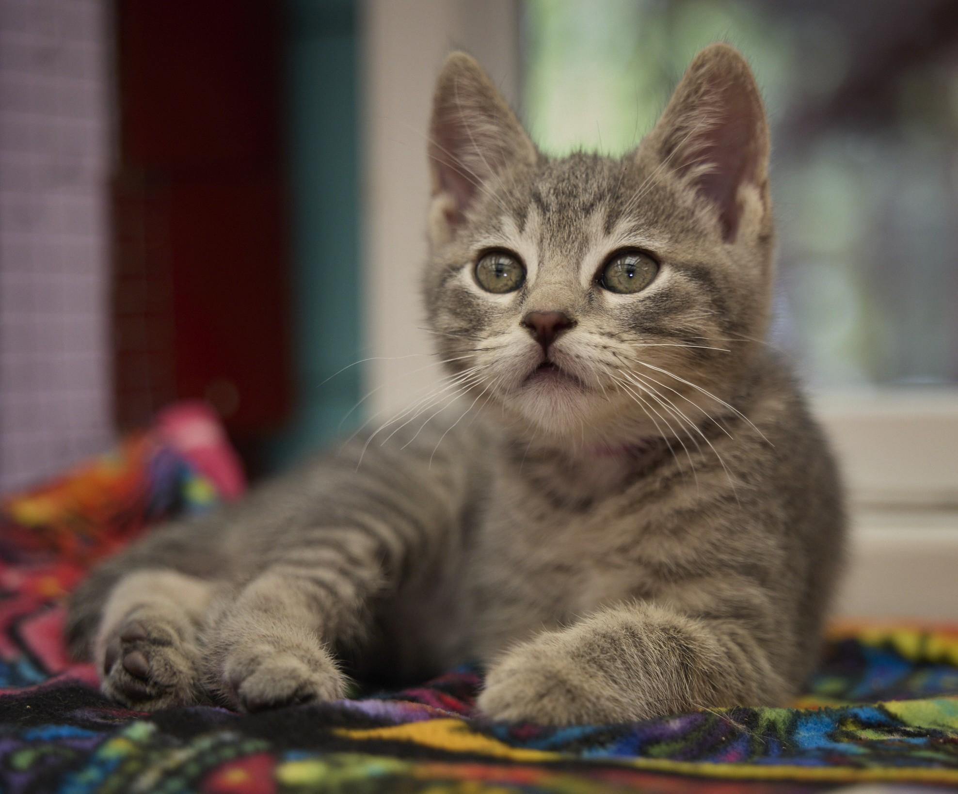 Misty, a ADOPTABLE Domestic Short Hair in Santa Barbara, CA image 1/3