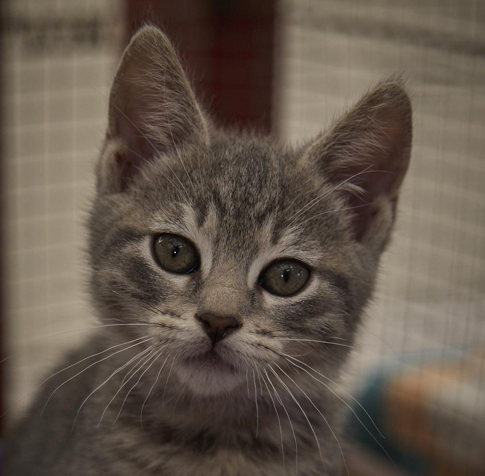 Misty, a ADOPTABLE Domestic Short Hair in Santa Barbara, CA image 2/3