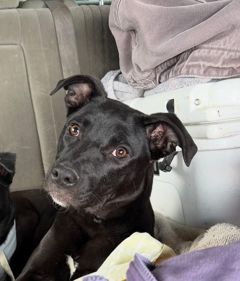 Luna, Adoptable, Puppy Female Mixed Breed.