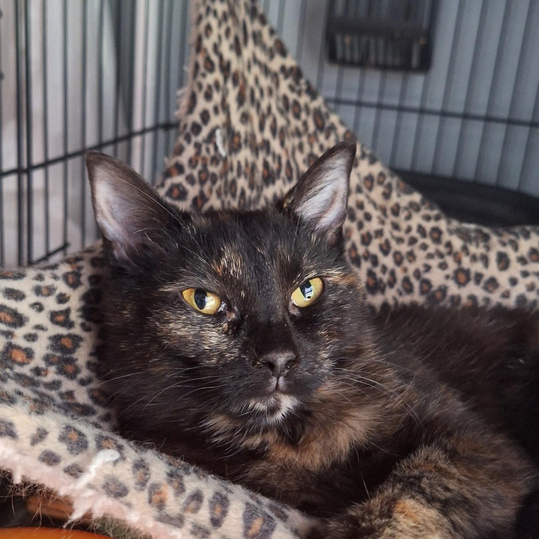 Alice, an adoptable Domestic Short Hair in BUTLER, PA image 1/2