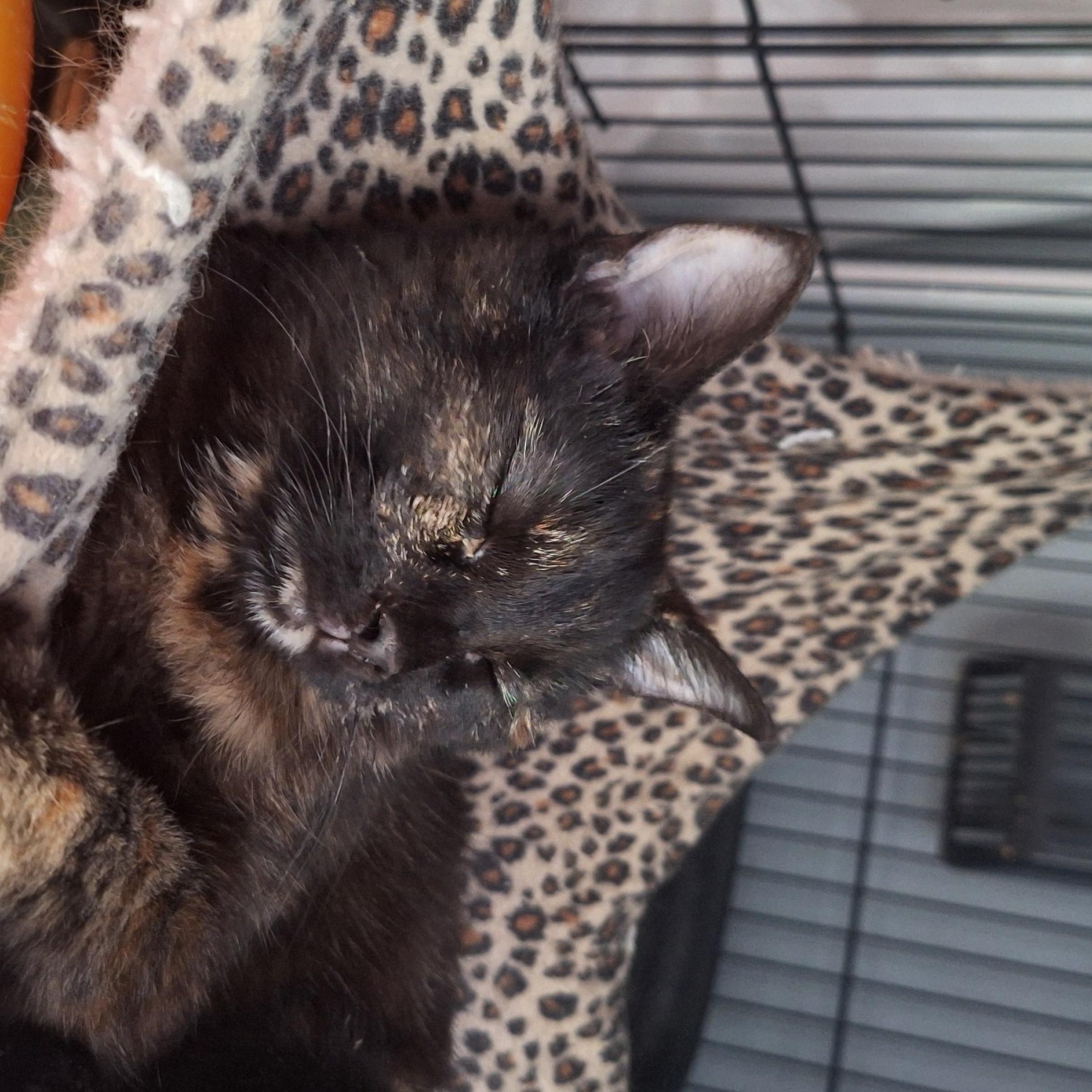 Alice, an adoptable Domestic Short Hair in BUTLER, PA image 2/2