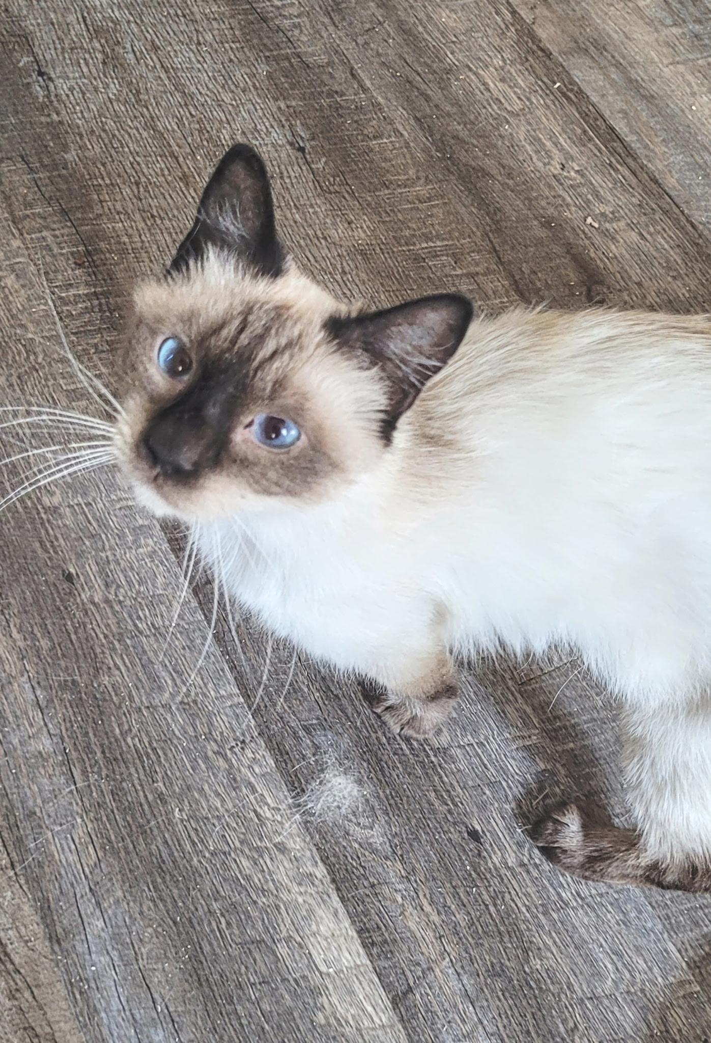 Enlarge Azalea, a Adopted Siamese in Ronan, MT image 1/1