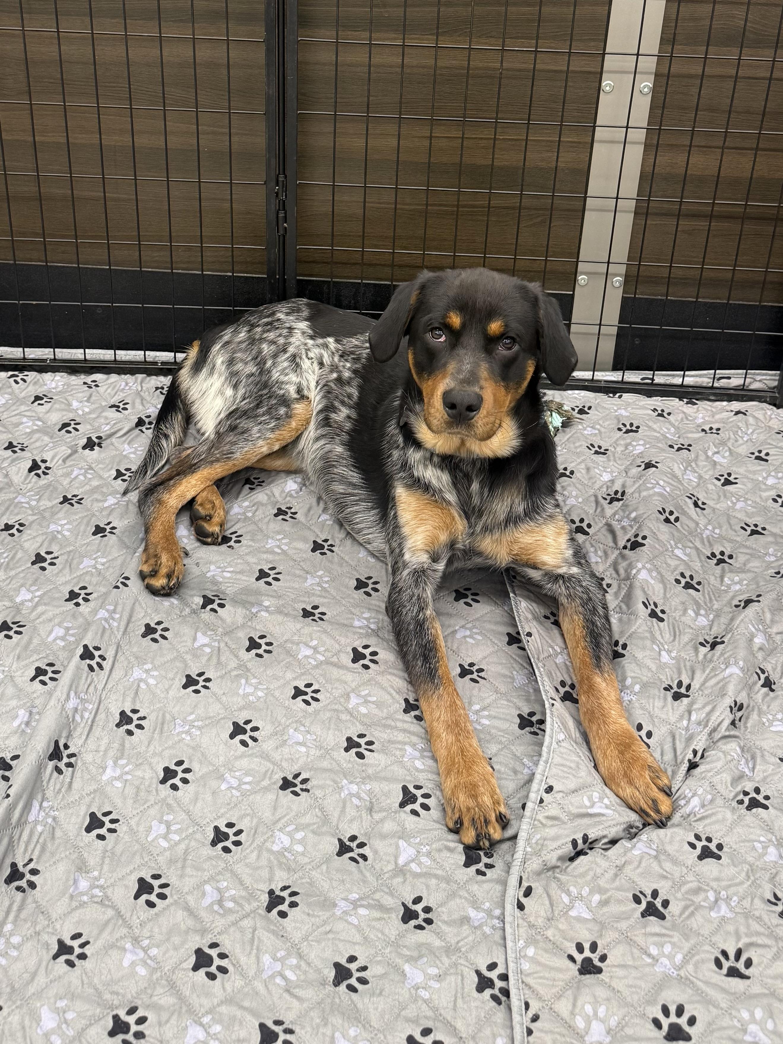 Rocky, ADOPTABLE, Young Male Australian Cattle Dog / Blue Heeler & Rottweiler.