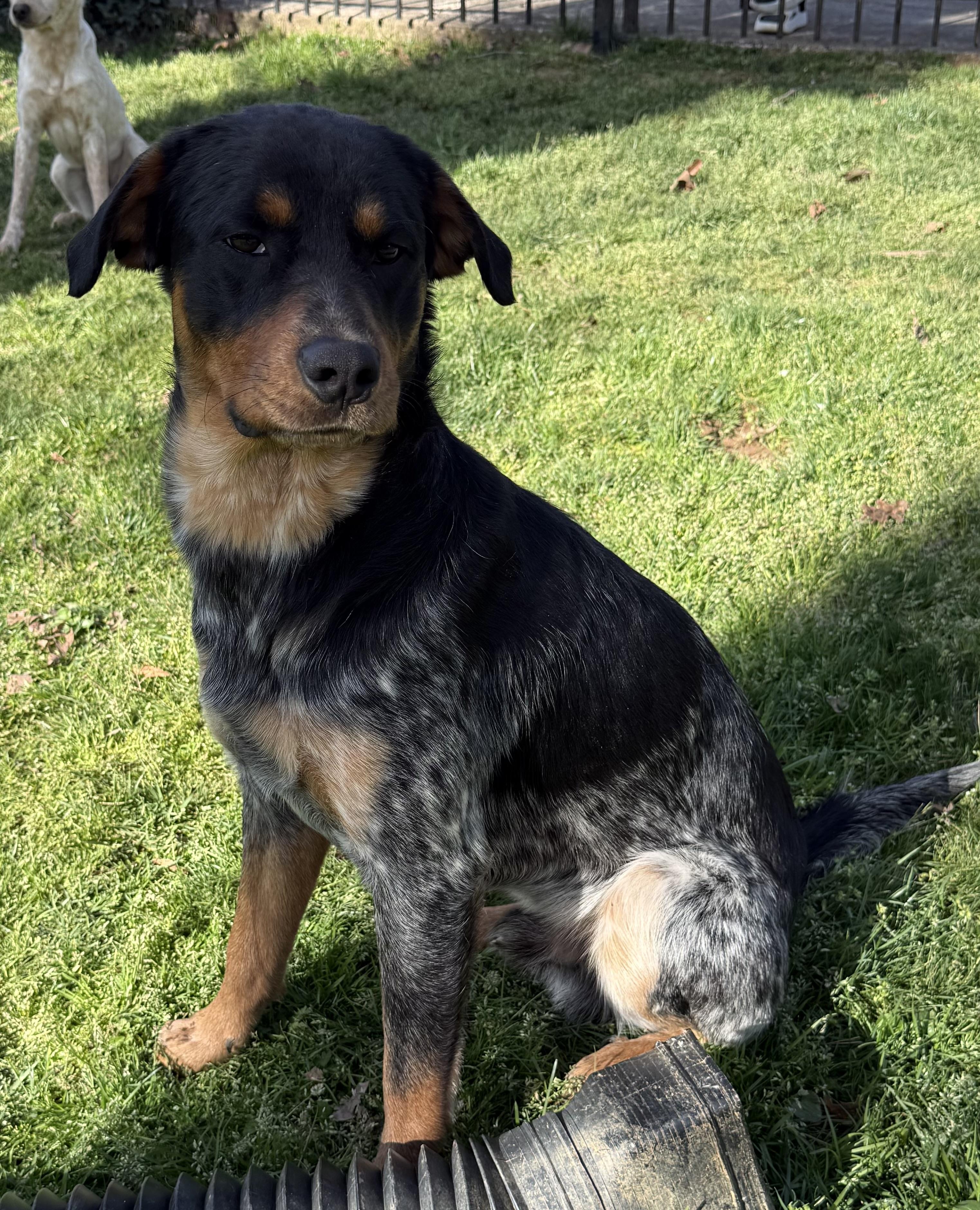 Rocky, a ADOPTABLE mixed breed in Kings Mountain, NC image 2/6