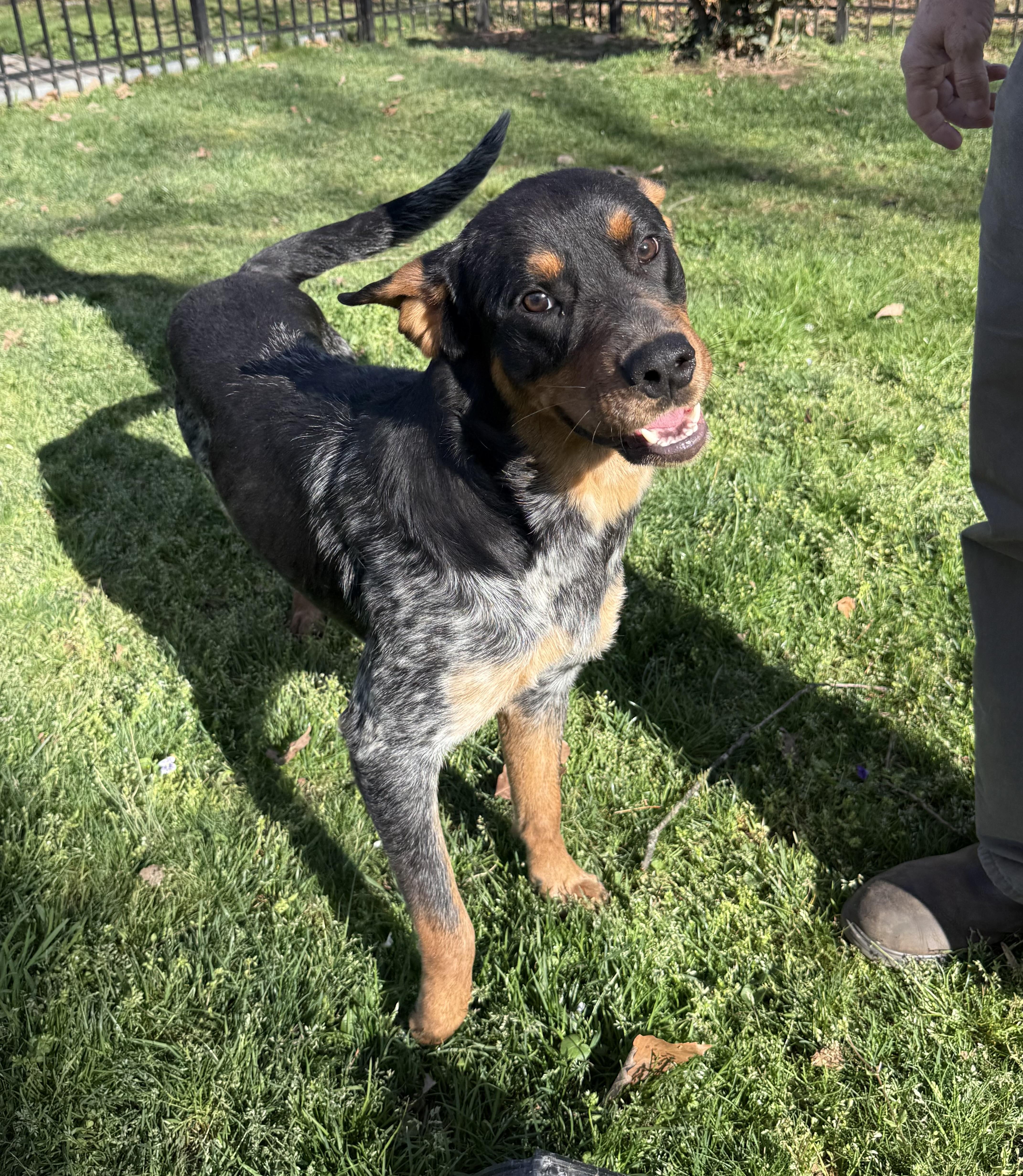 Rocky, a ADOPTABLE mixed breed in Kings Mountain, NC image 3/6