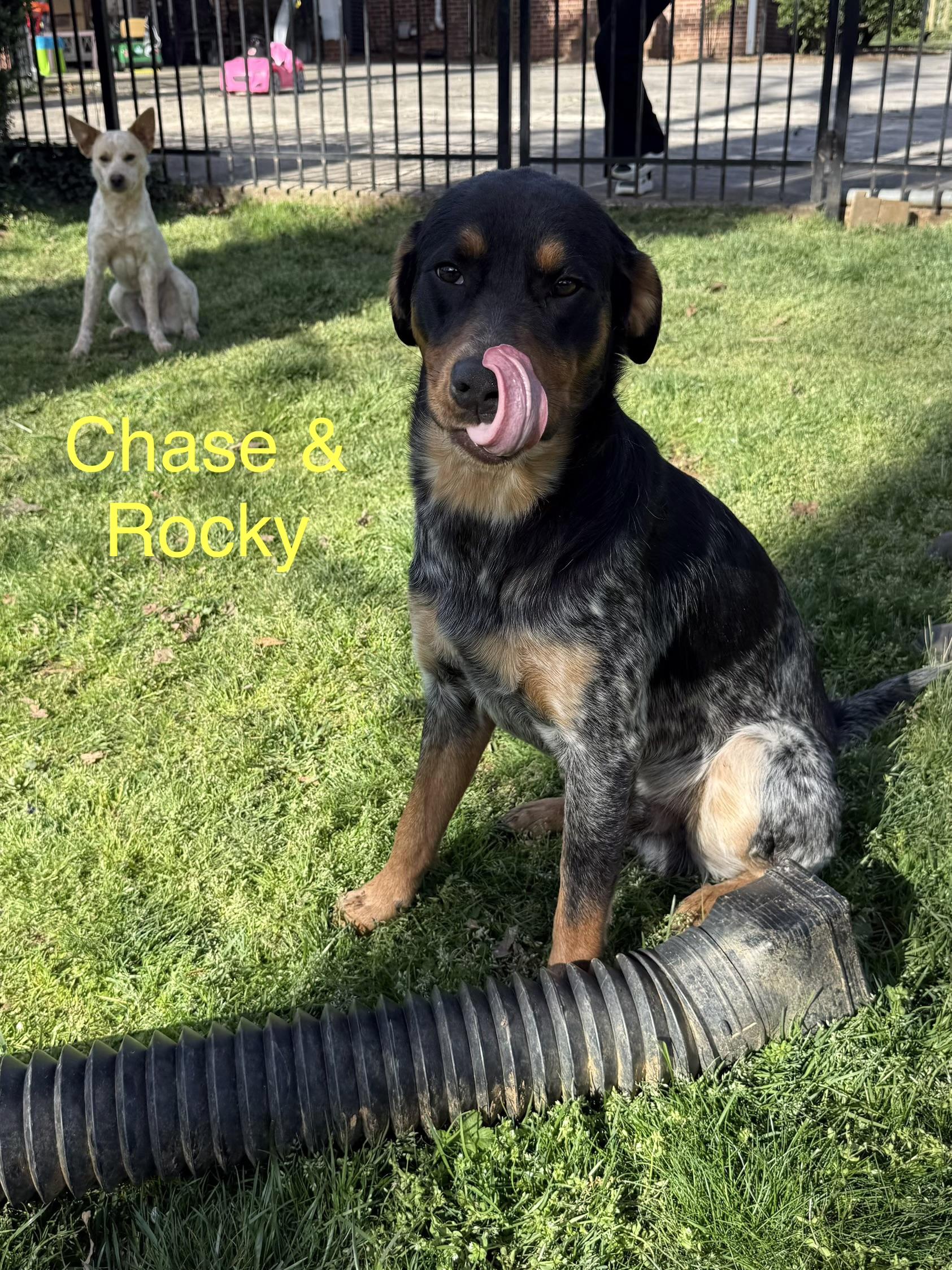Rocky, a ADOPTABLE mixed breed in Kings Mountain, NC image 6/6
