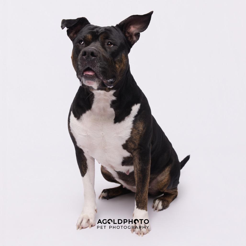 Enlarge Amy, a Adoptable mixed breed in Tampa, FL image 1/3