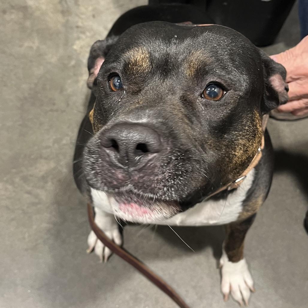 Enlarge Amy, a Adoptable mixed breed in Tampa, FL image 2/3