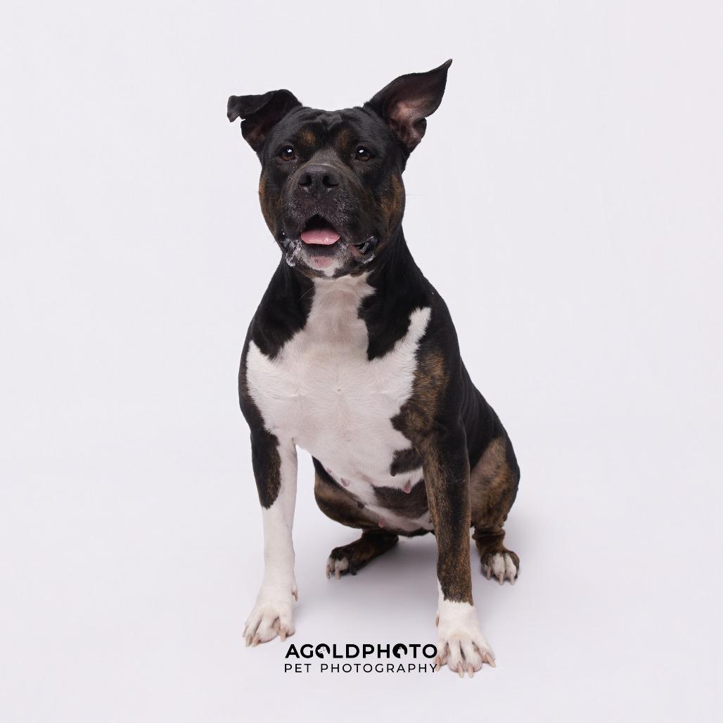 Enlarge Amy, a Adoptable mixed breed in Tampa, FL image 3/3