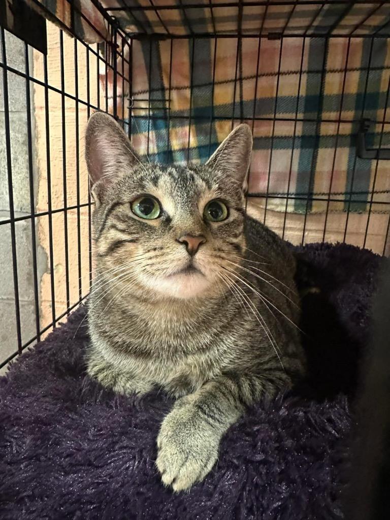 Purrscilla, Adoptable, Adult Female Domestic Short Hair.