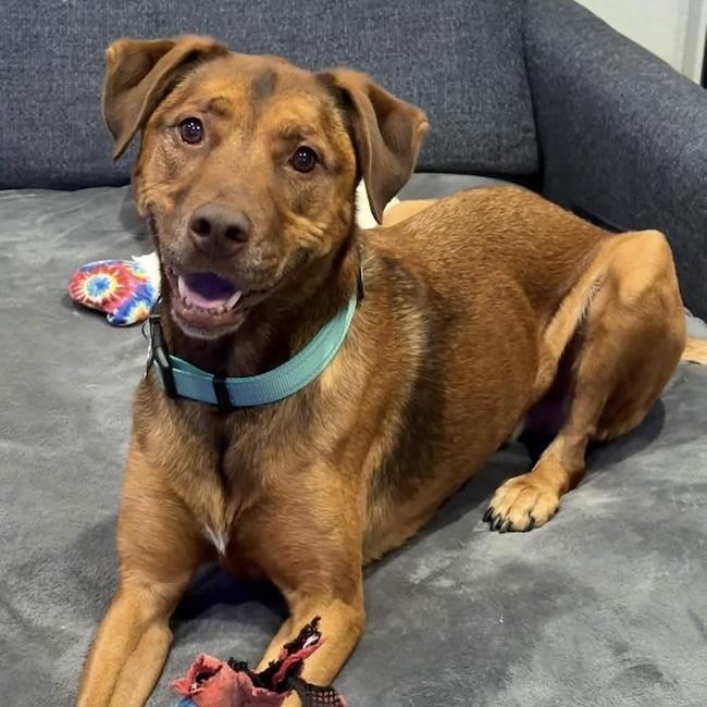 Enlarge Bubbas, a Adoptable Shepherd in San Diego, CA image 1/3