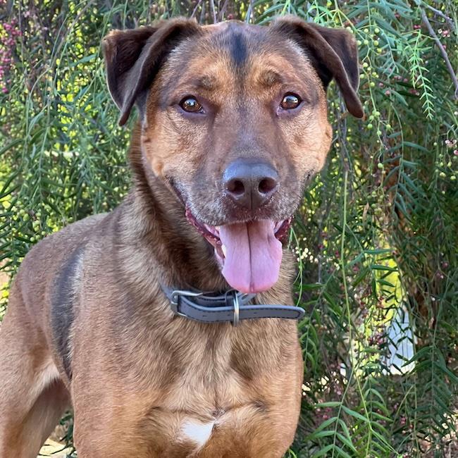 Enlarge Bubbas, a Adoptable Shepherd in San Diego, CA image 2/3