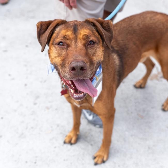 Enlarge Bubbas, a Adoptable Shepherd in San Diego, CA image 3/3