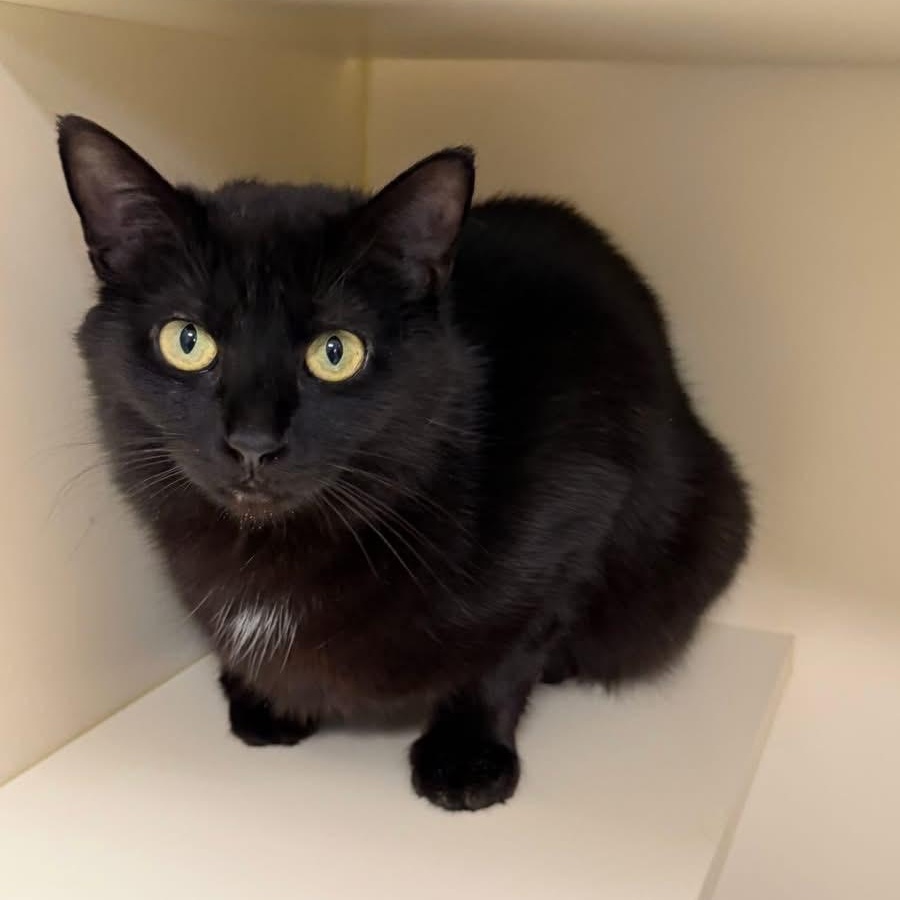 Plum, Adoptable, Adult Female Domestic Short Hair.