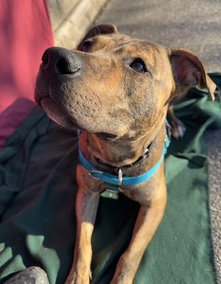 Enlarge Joanie, a Adoptable Mixed Breed in Chester, PA image 1/6