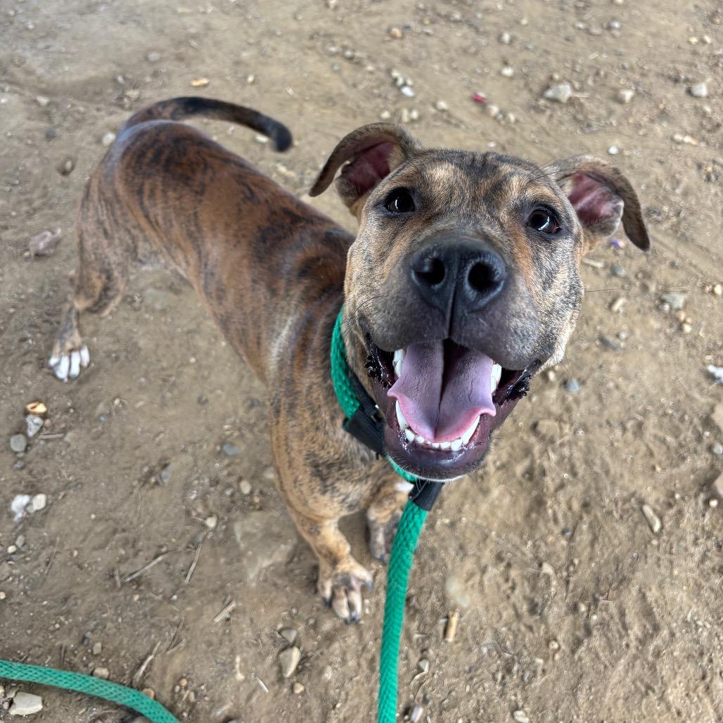Enlarge Joanie, a Adoptable Mixed Breed in Chester, PA image 6/6