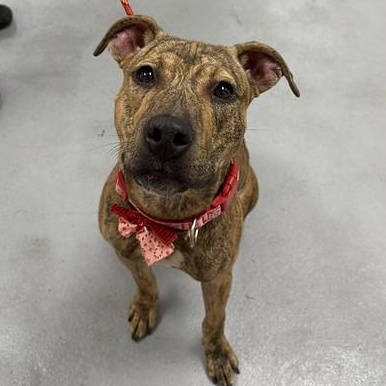 Enlarge Joanie, a Adoptable Mixed Breed in Chester, PA image 5/6