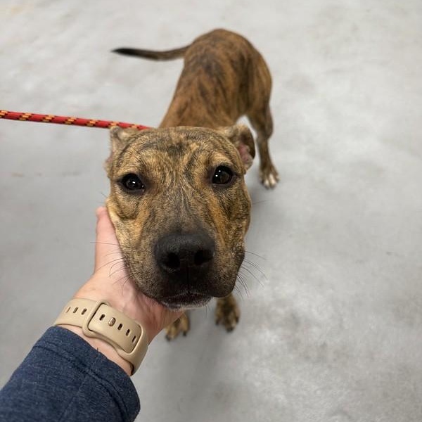 Enlarge Joanie, a Adoptable Mixed Breed in Chester, PA image 4/6