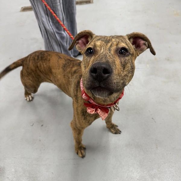 Enlarge Joanie, a Adoptable Mixed Breed in Chester, PA image 3/6