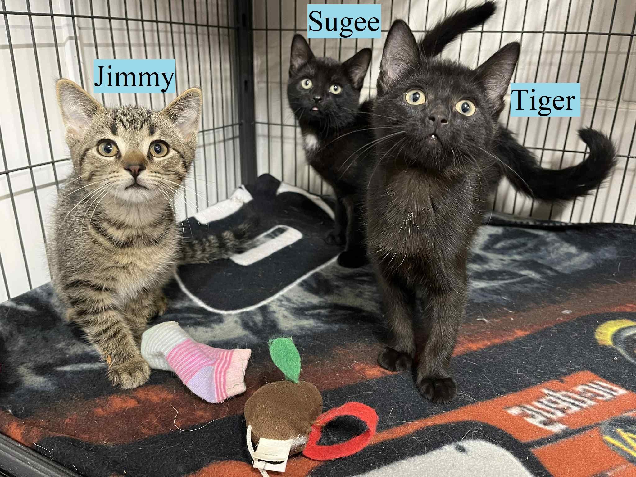 Jimmy(Adopted)Sugee Tiger(Adopted), an adoptable Domestic Short Hair in Caro, MI_image-1
