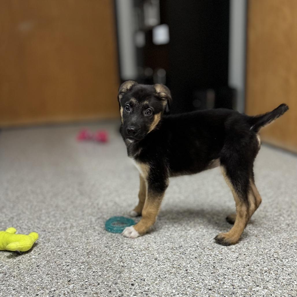 Cooper, Adoptable, Young Male German Shepherd Dog.