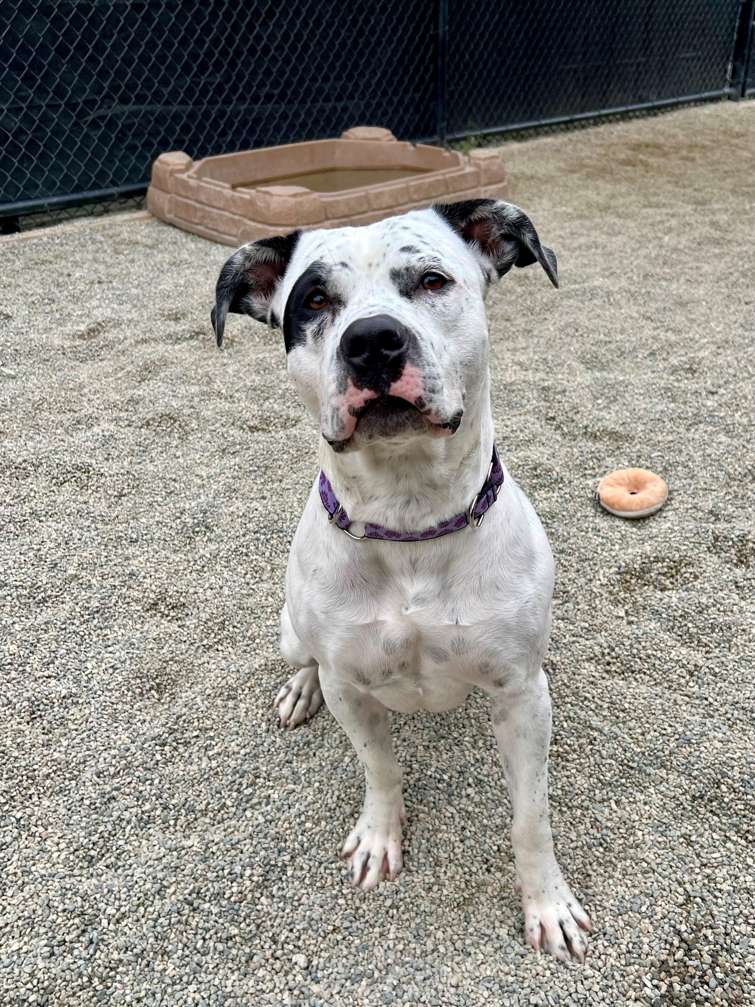 Sookie, a Adoptable mixed breed in New Westminster, BC image 2/2