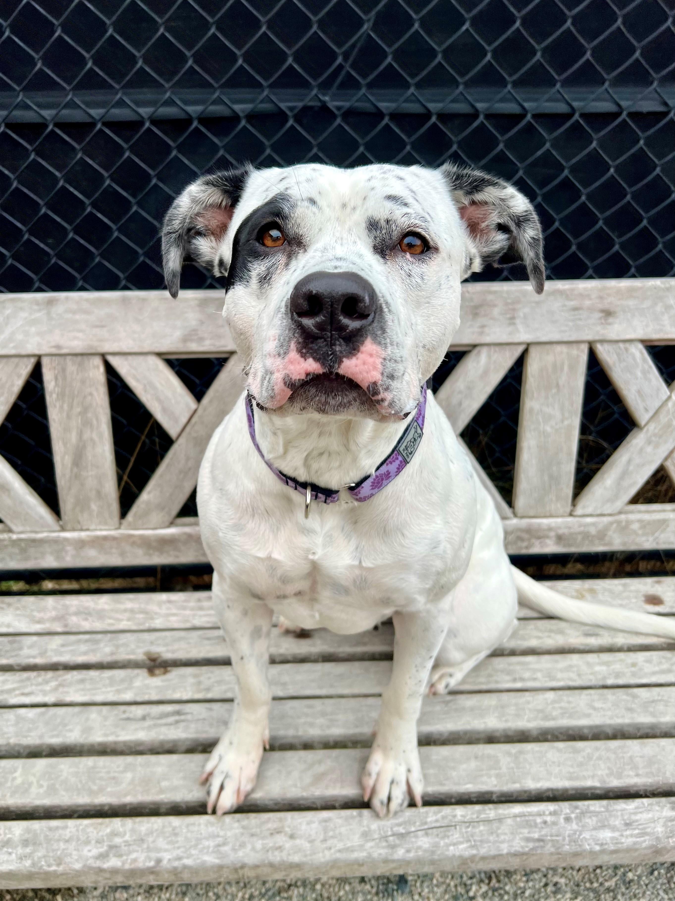 Sookie, Adoptable, Adult Female American Staffordshire Terrier & Dalmatian.
