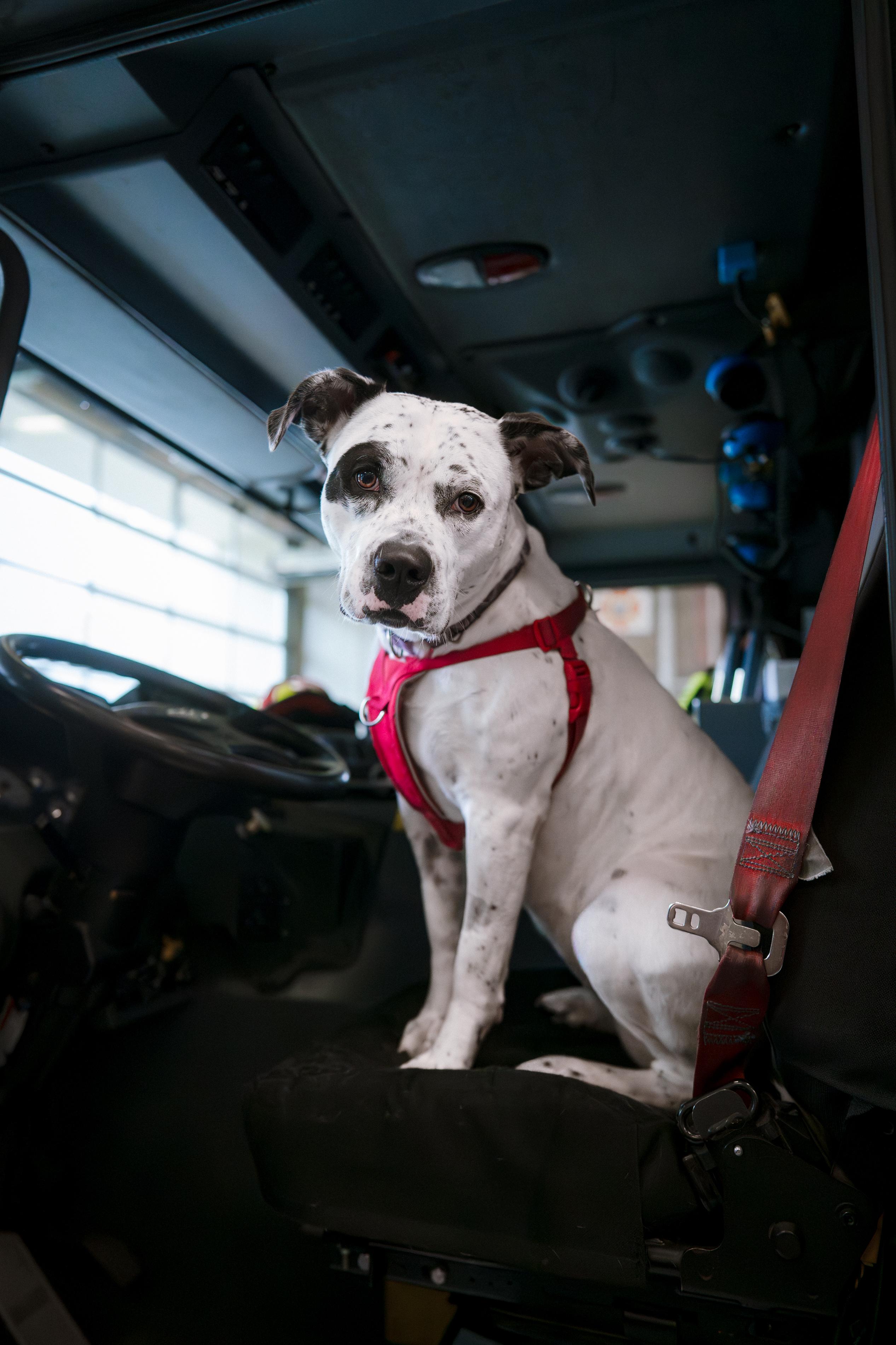 Enlarge Sookie, a Adoptable mixed breed in New Westminster, BC image 5/5