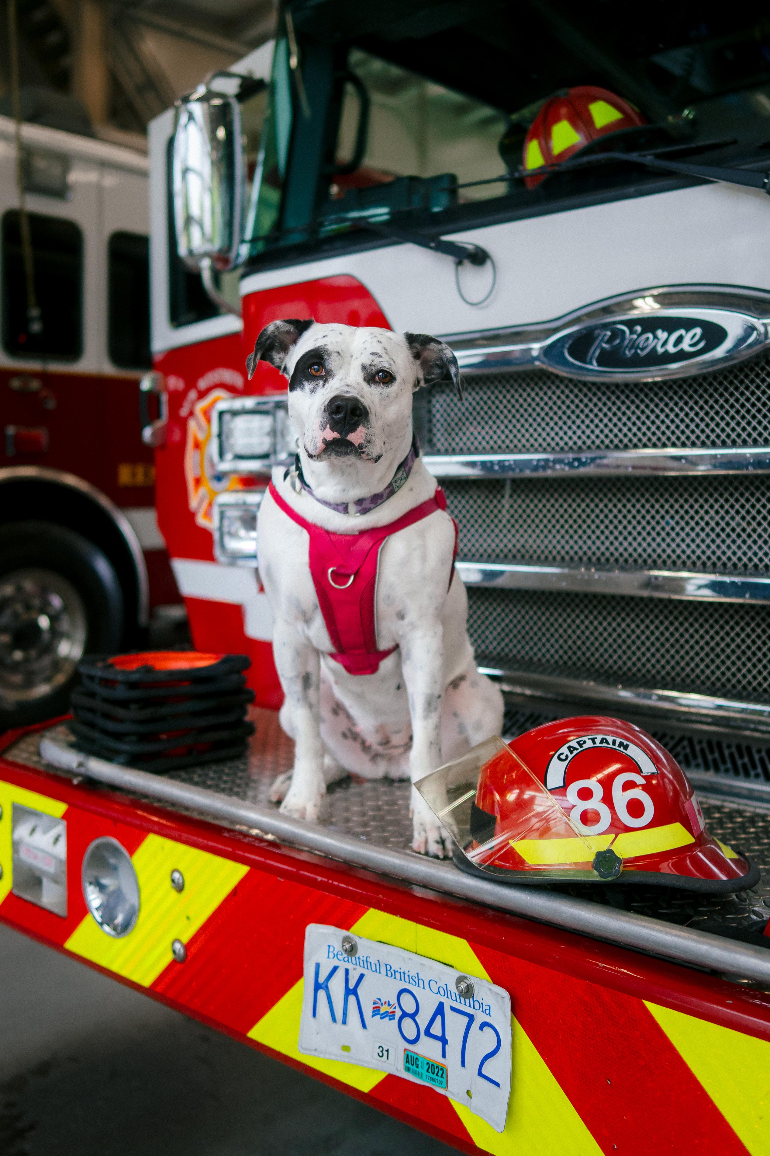 Sookie, Adoptable, Adult Female American Staffordshire Terrier & Dalmatian.