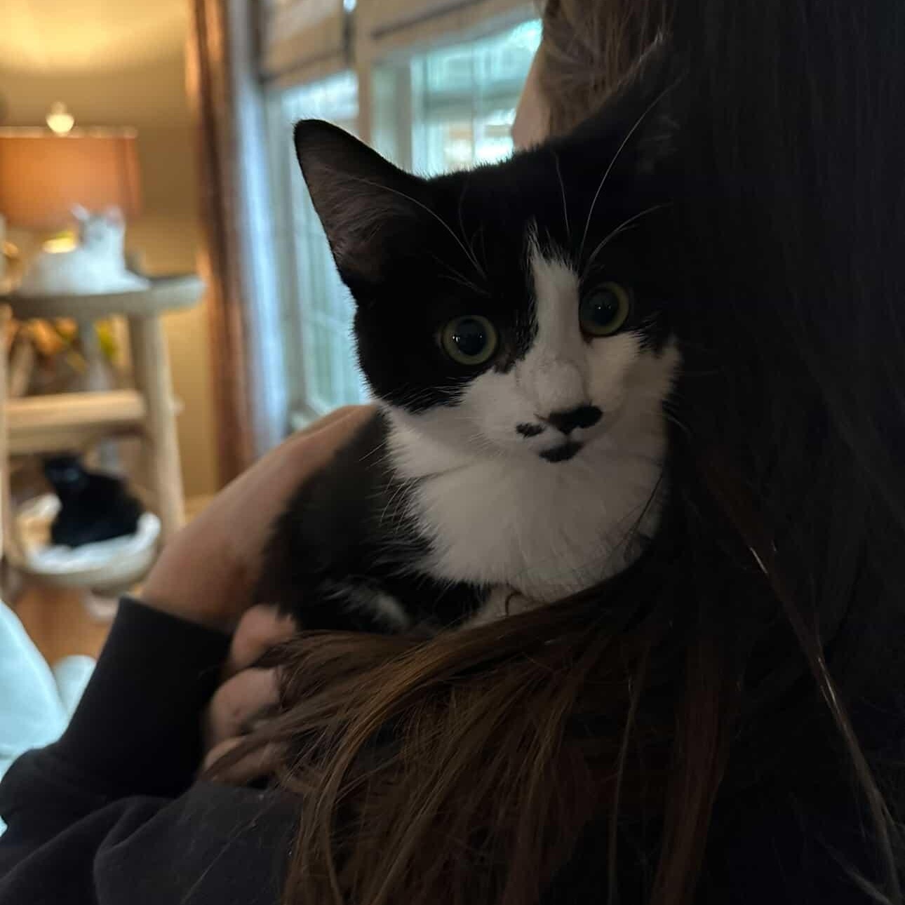 Tamale, a Adoptable Domestic Short Hair in Indianapolis, IN image 2/2