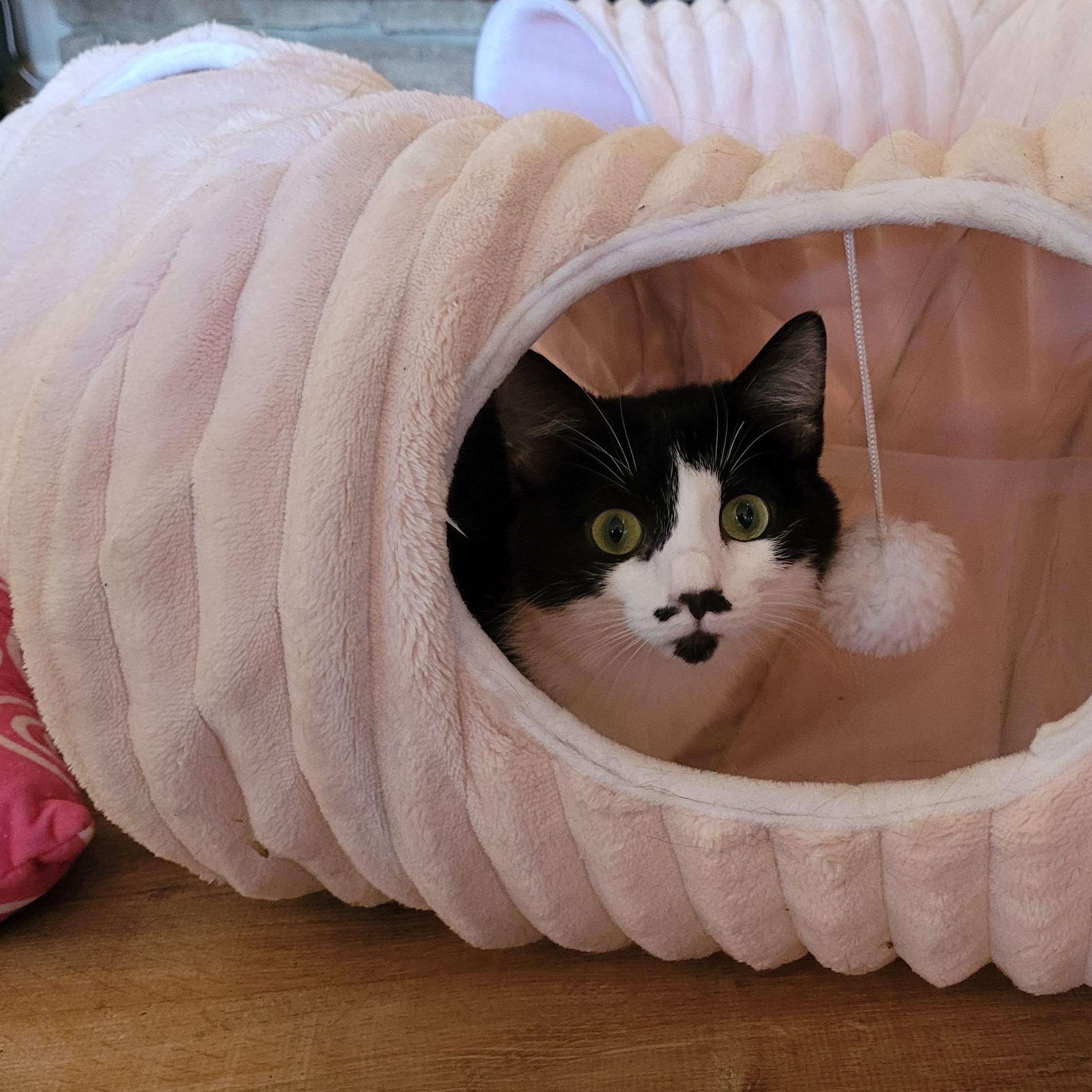 Enlarge Tamale, a Adoptable Domestic Short Hair in Indianapolis, IN image 5/5