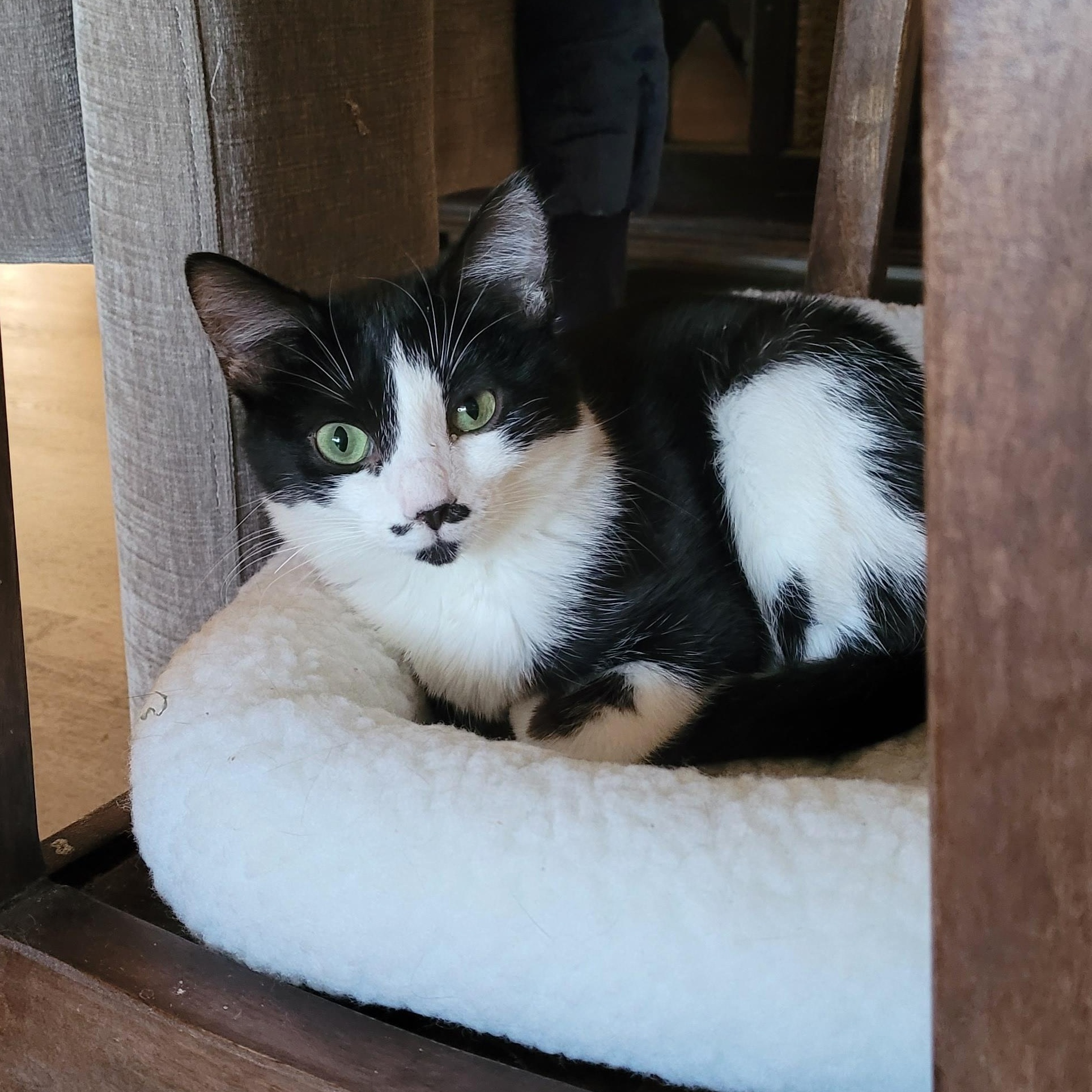 Tamale, Adoptable, Young Female Domestic Short Hair.