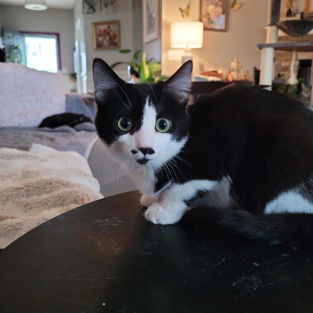 Tamale, Adoptable, Young Female Domestic Short Hair.