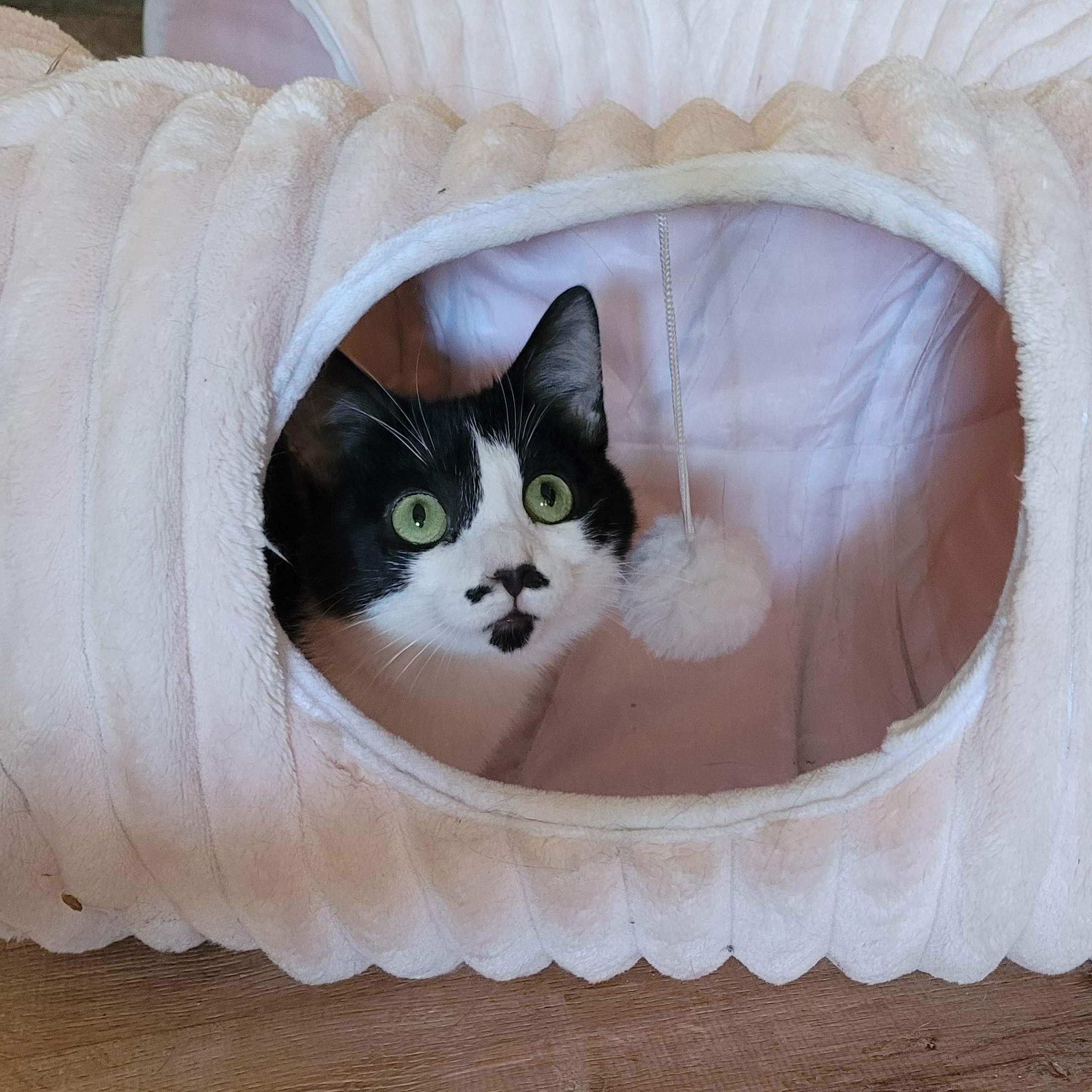 Tamale, Adoptable, Kitten Female Domestic Short Hair.