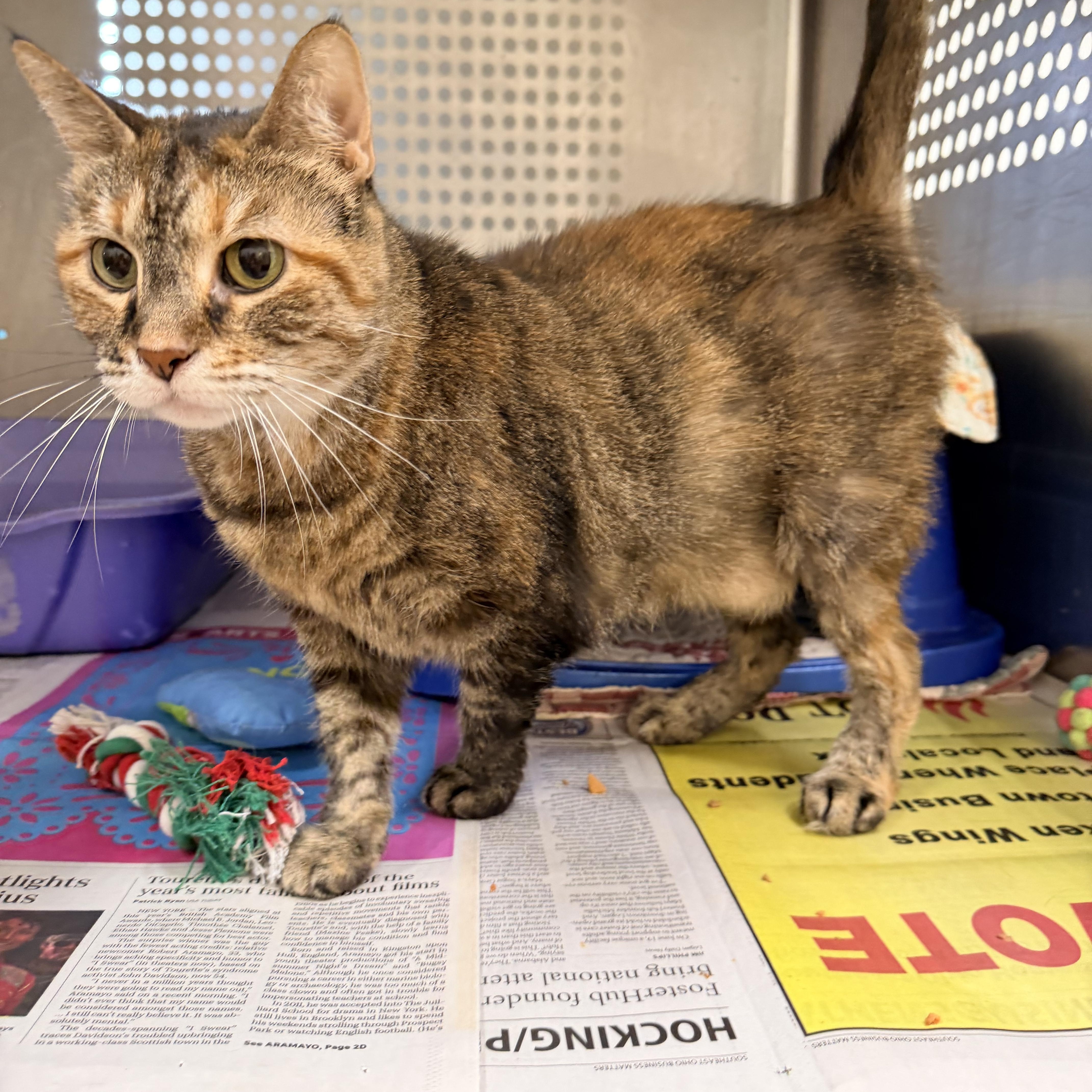 Enlarge Lovey, a ADOPTABLE Domestic Short Hair in Logan, OH image 1/1