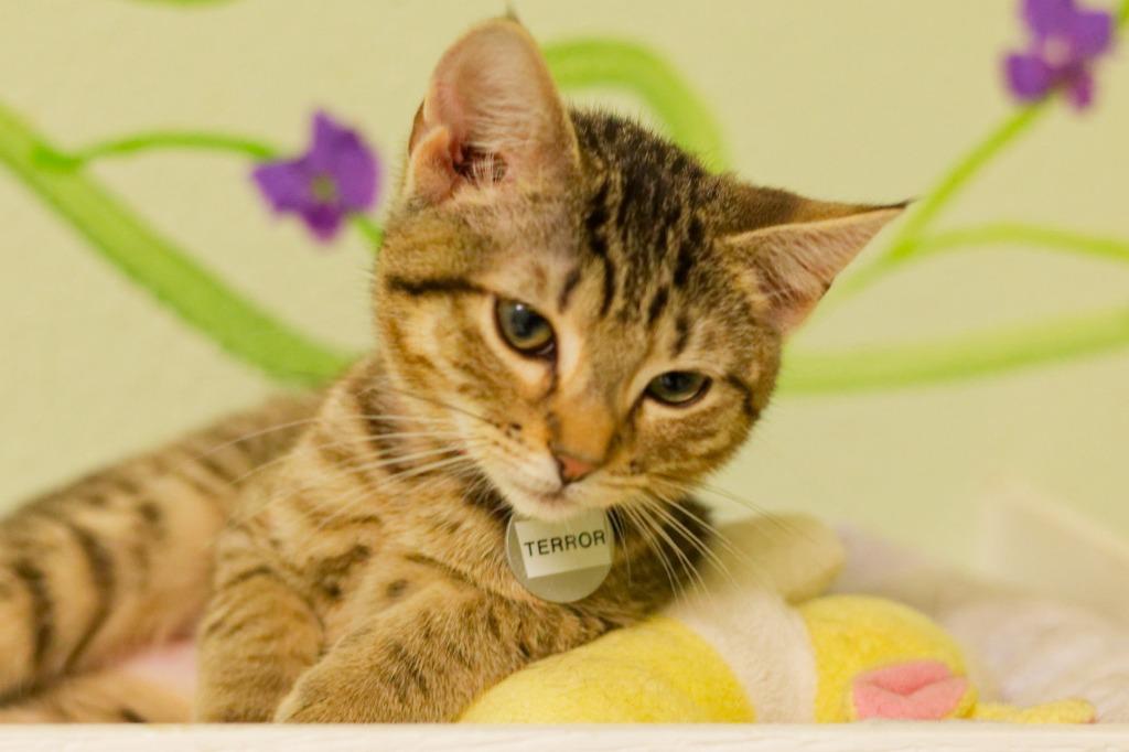 Terror, Adoptable, Kitten Female Domestic Short Hair.