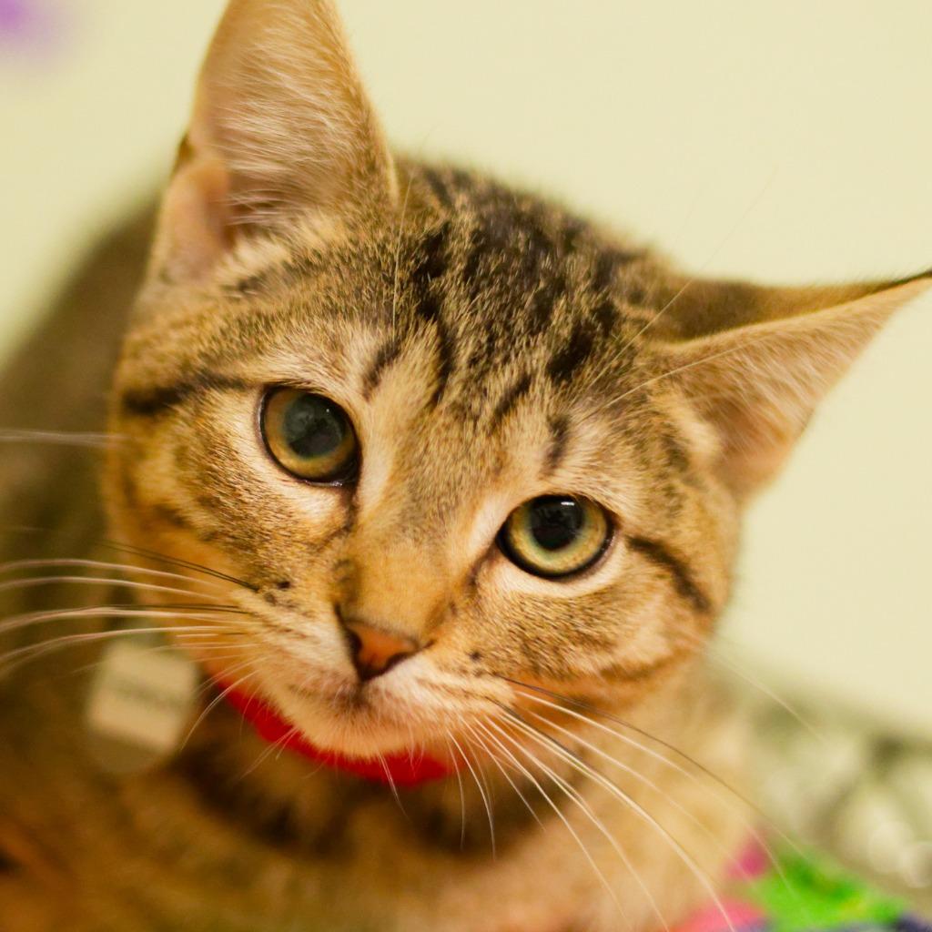 Terror, a Adoptable mixed breed in Hot Springs, AR image 2/4