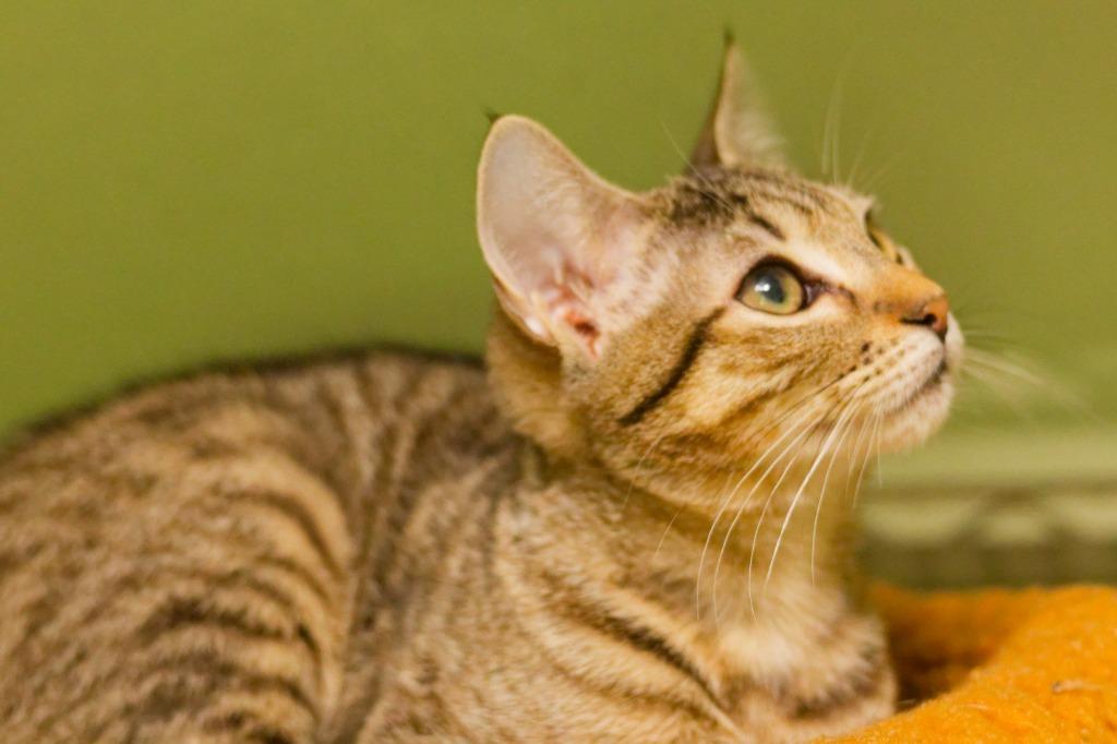 Terror, a Adoptable mixed breed in Hot Springs, AR image 3/4