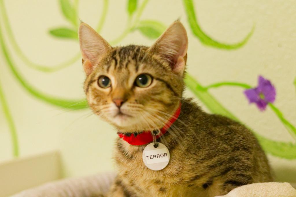 Terror, a Adoptable mixed breed in Hot Springs, AR image 4/4