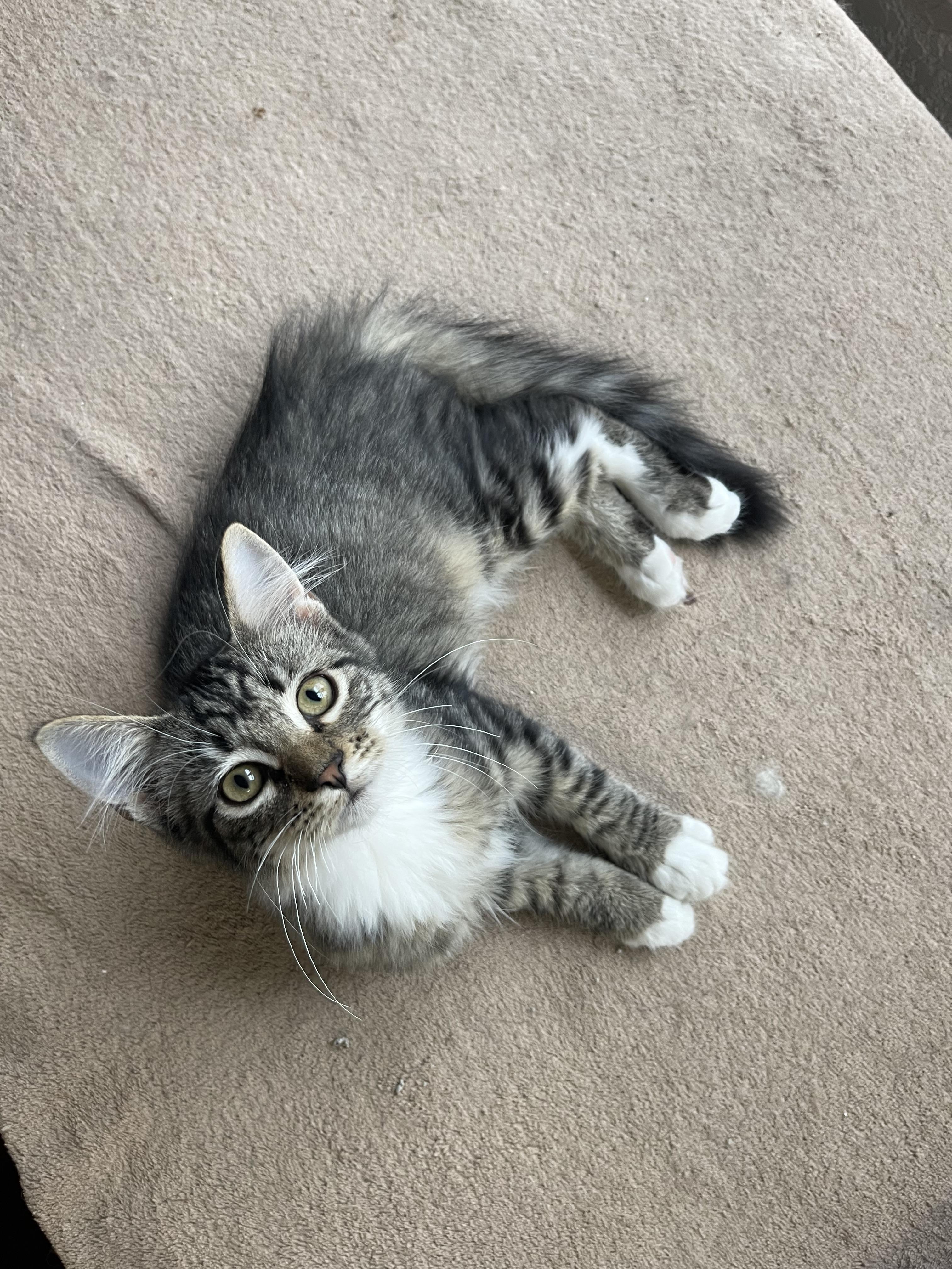 Enlarge Emma, a Adoptable Domestic Short Hair in Ronan, MT image 1/1