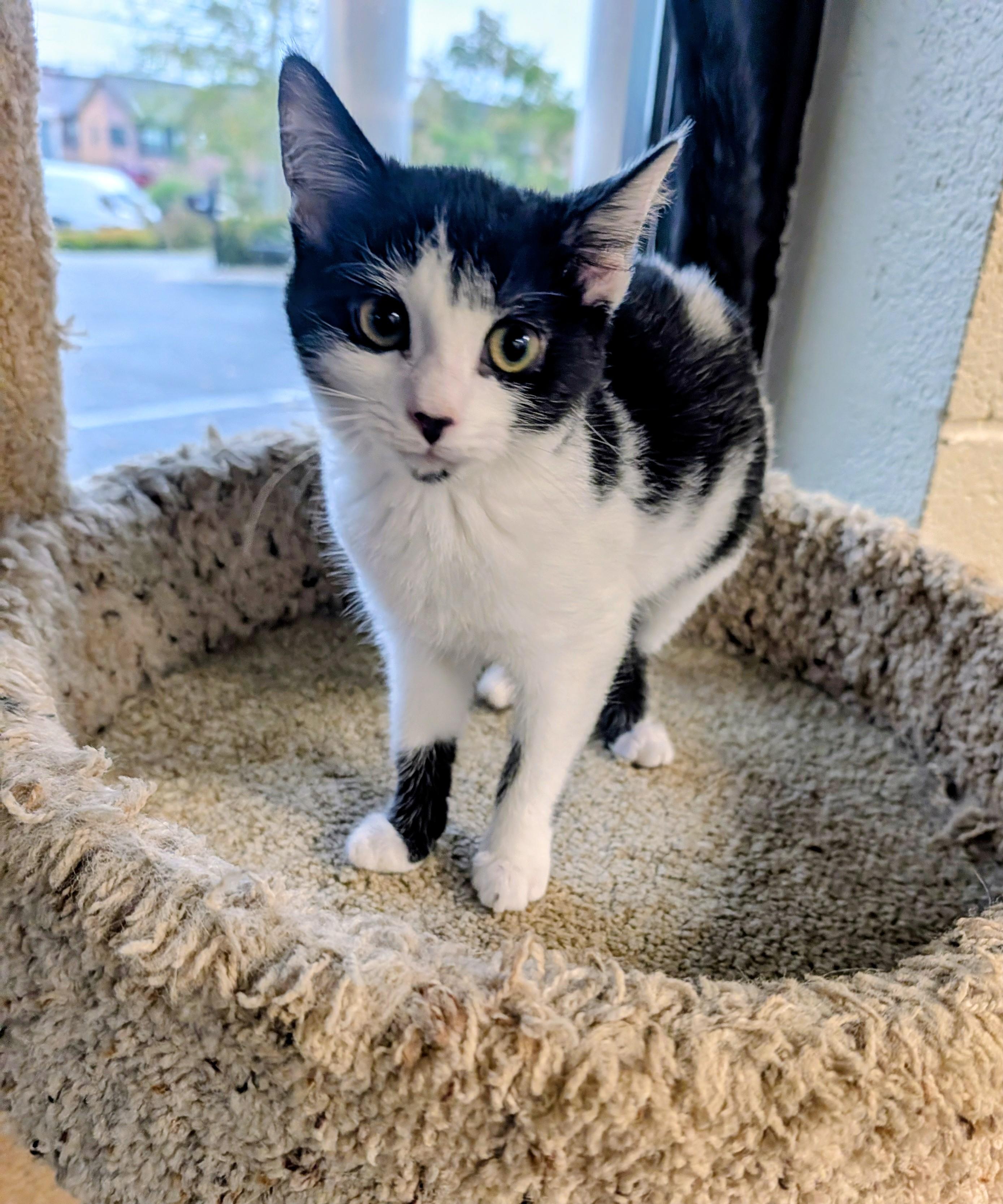Krabby, Adopted, Young Female Domestic Short Hair.