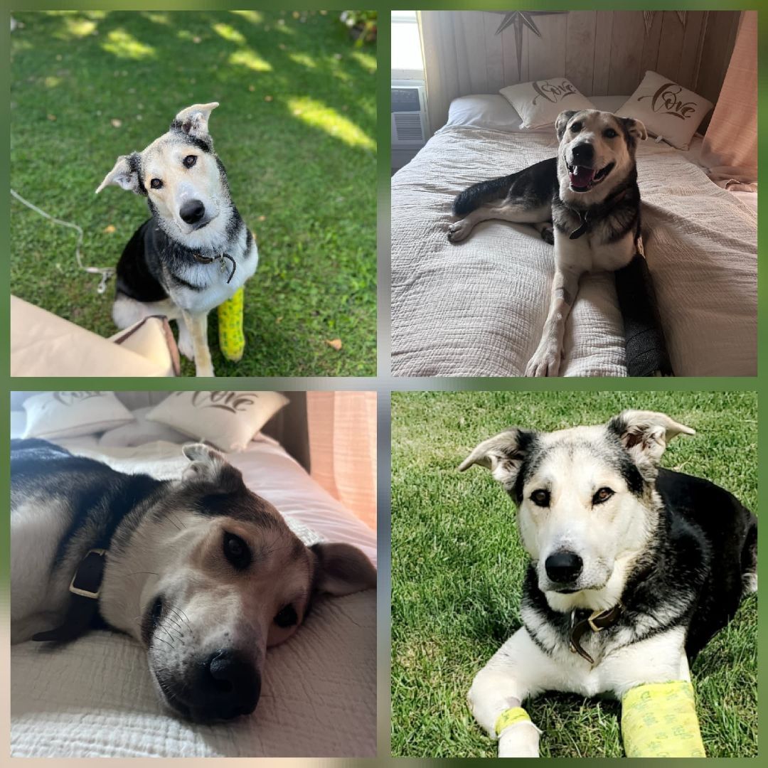 Peyton, Young Female Husky