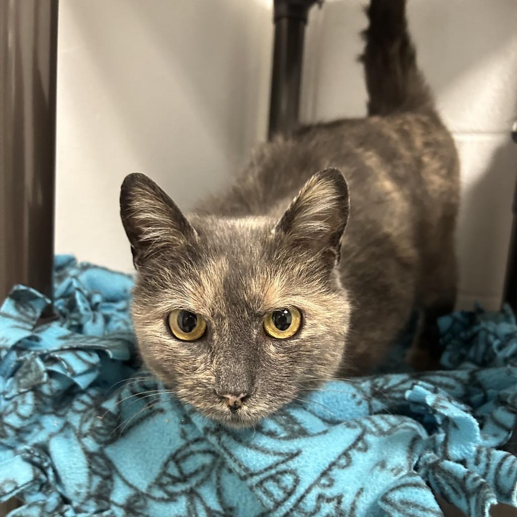 Juliette, a Adoptable Domestic Short Hair in Zanesville, OH image 1/2